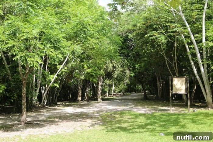 Unearthing Chacchoben Mayan Legacy Costa Maya 6 Path winding through dense, ancient jungle at Chacchoben Mayan Ruins