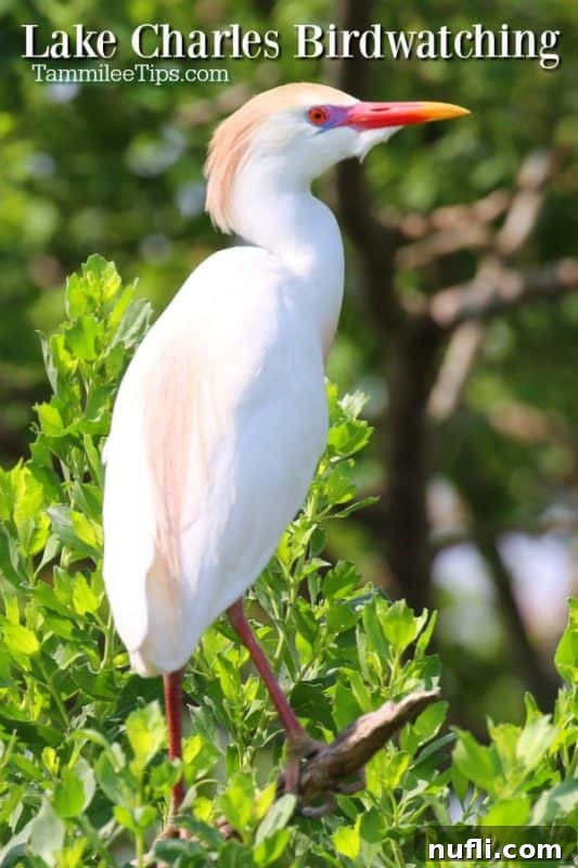 Cattle egret in a tree overlooking a marshland, common bird in Lake Charles