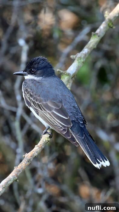 Eastern Kingbird perched on a tree branch, a common sight in Lake Charles