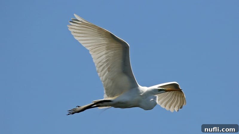 Graceful white egret in flight over the waters of the Creole Nature Trail