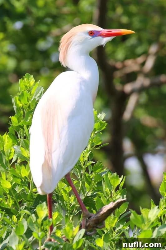 Cattle Egret in stunning breeding plumage perched on a branch