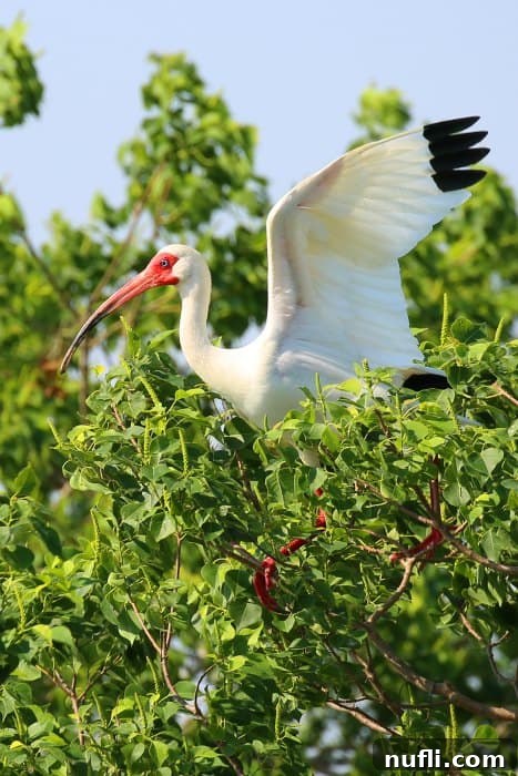 White Ibis perched elegantly in a tree in a Louisiana wetland