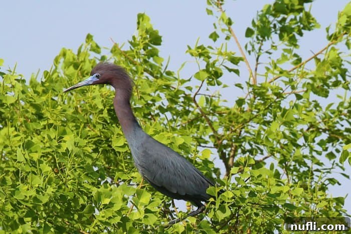 Reddish Egret with its distinctive reddish-brown and white plumage in a tree