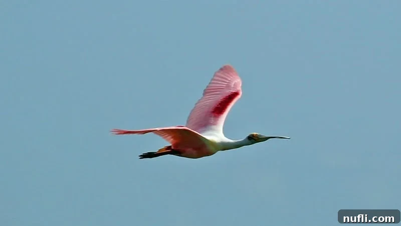 Roseate Spoonbill in graceful flight over the wetlands, showcasing its pink plumage
