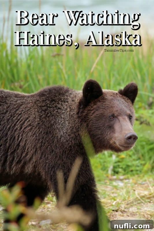 Brown bear watching in Haines, Alaska
