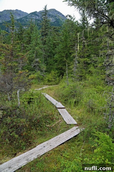 boardwalk trail through a forest 