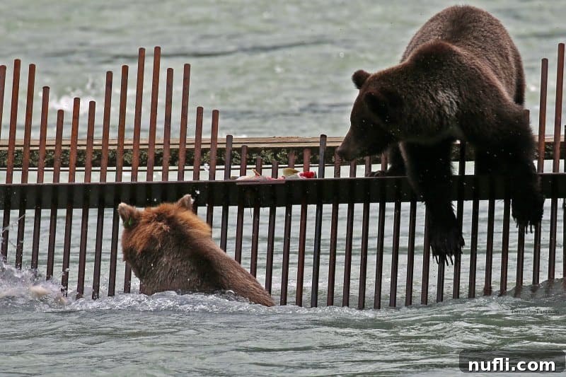 Two bears on a weir hunting salmon in Haines