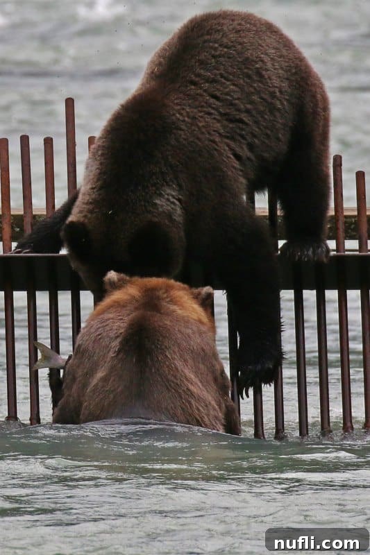 Two bears fishing on a weir in Haines, Alaska