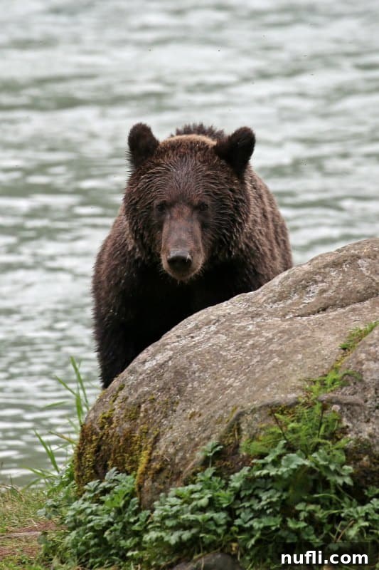 Bear looking directly at the camera in Haines