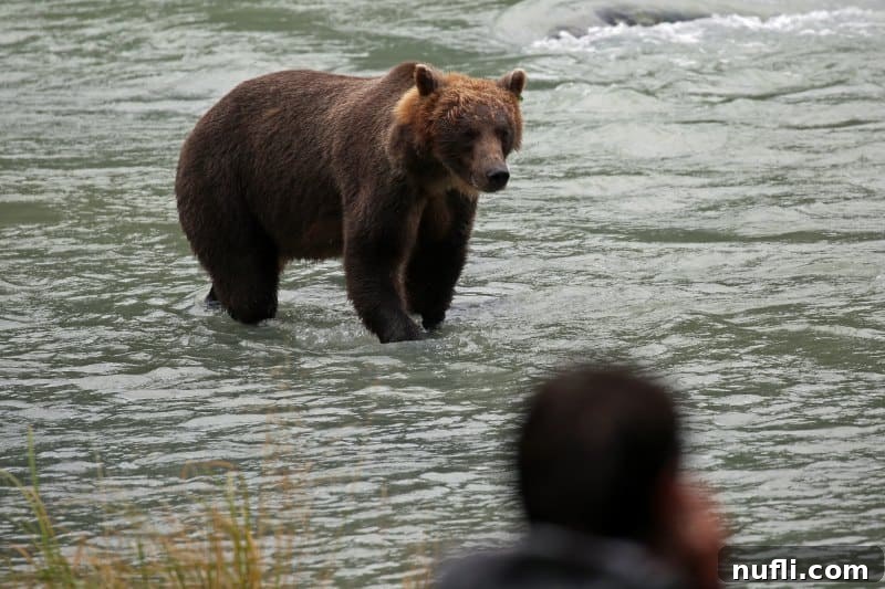 bear standing in a river with a photographer nearby
