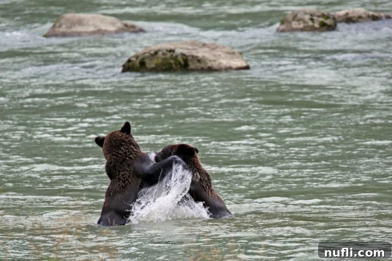 two bears playing in the water