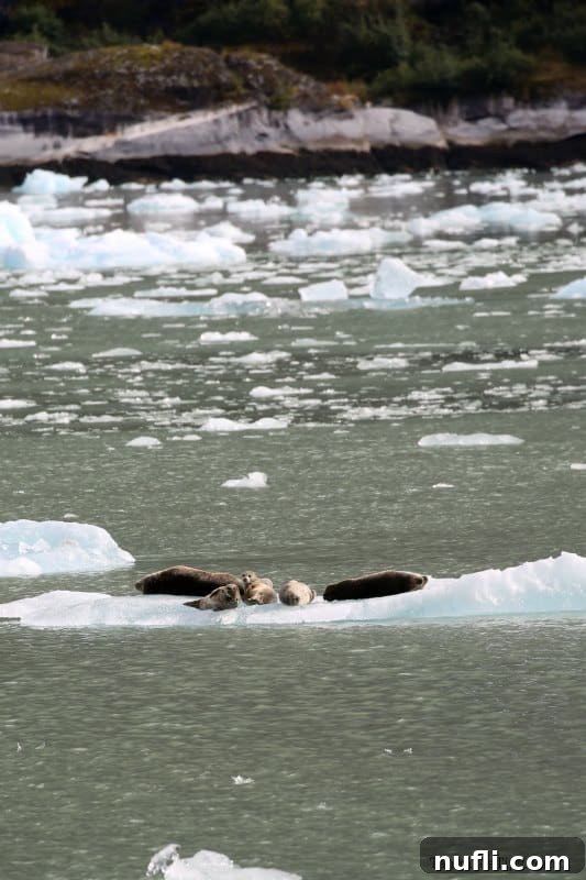 Seals on the ice floating among small ice chunks