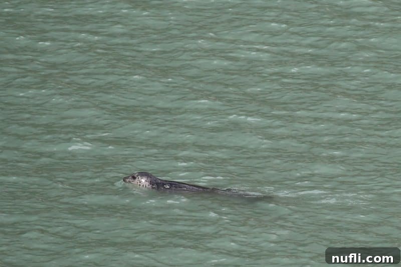 Seal in the water