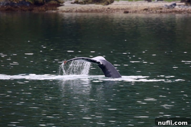 Whale tale coming out of the water with water dripping off of it. 