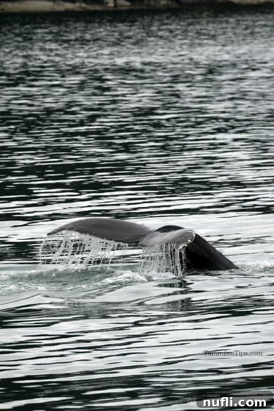 Whale tail coming out of the water with water dripping off of it