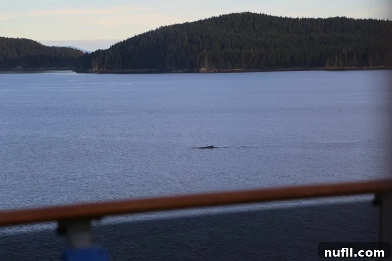 humpback whale next to the cruise ship 