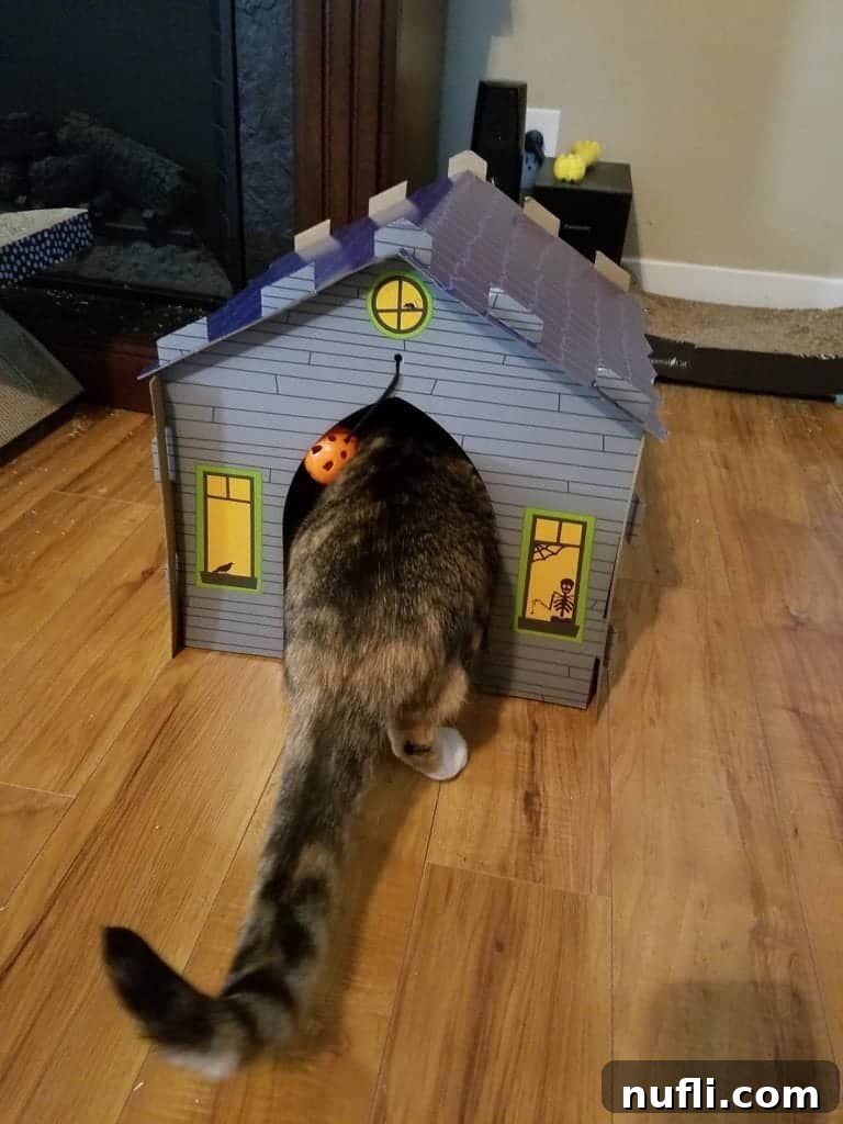 A cute cat playing inside a Haunted House themed cat scratcher.