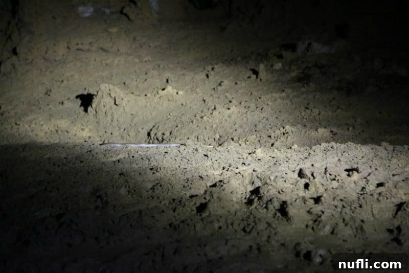 see thru snake in a cave 