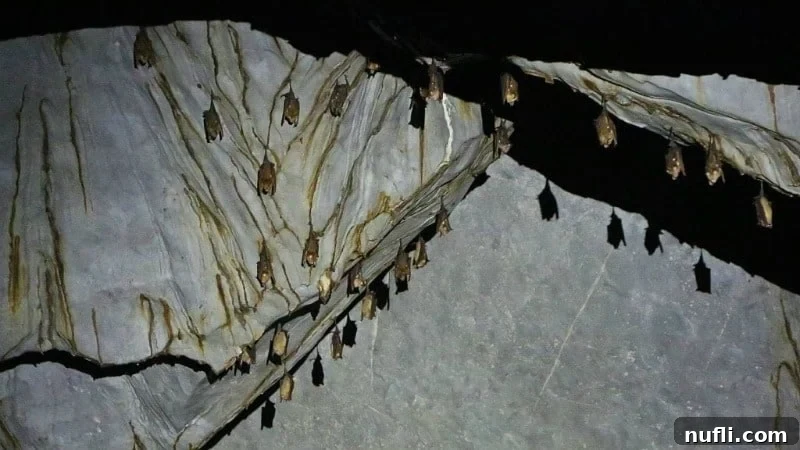 bats hanging from inside a cave