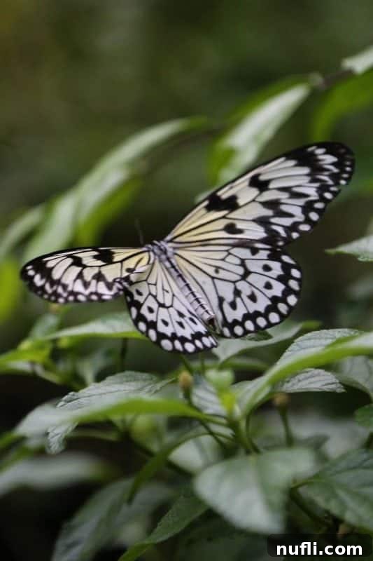 Discover Puerto Princesa: Your Palawan Adventure Guide 2 Vibrant butterfly perched delicately on a tropical green leaf in Puerto Princesa