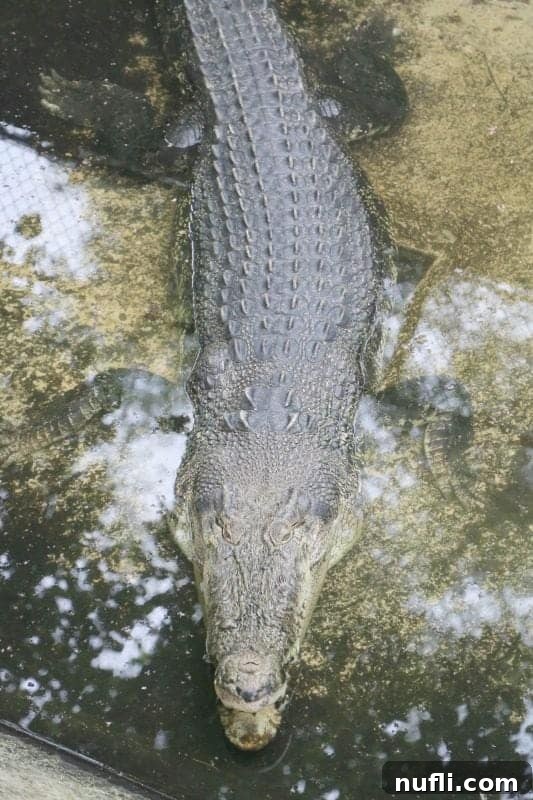 Discover Puerto Princesa: Your Palawan Adventure Guide 6 Looking down at a large crocodile in a sanctuary enclosure