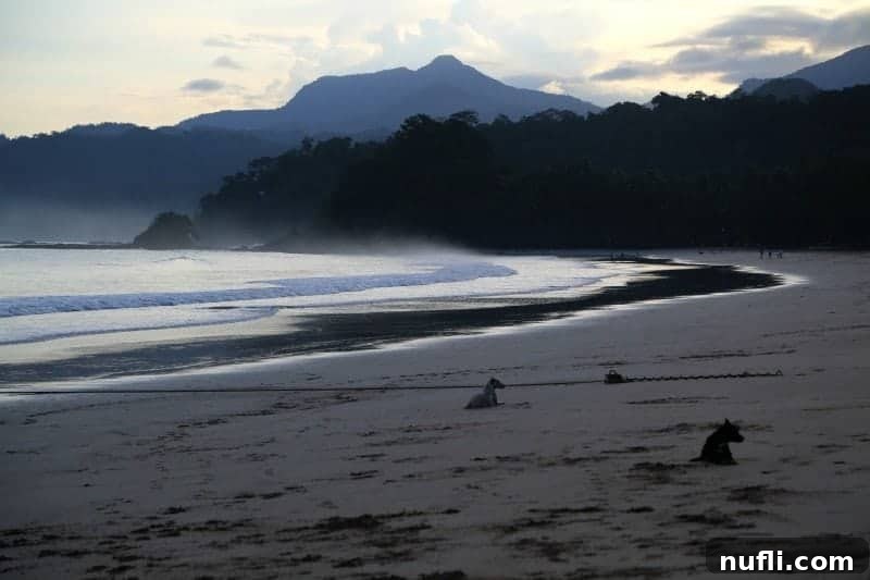 Discover Puerto Princesa: Your Palawan Adventure Guide 9 Serene tropical beach at sunrise with local dogs resting peacefully on the sand