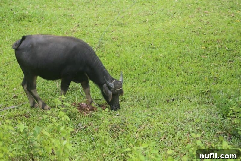 Water buffalo grazing in a field, a common and revered animal in the Philippines.