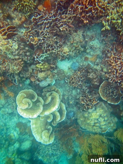 tropical coral and fish 