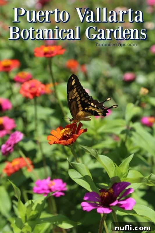 Close-up of a vibrant orange butterfly resting on a bright orange tropical flower at the Puerto Vallarta Botanical Gardens