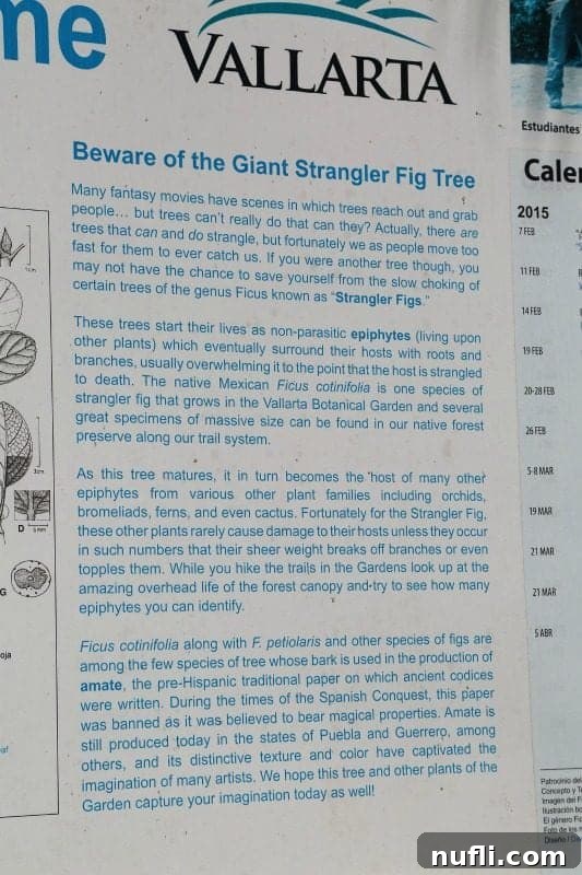 A 'Beware of Giant Strangler Fig Tree' sign amidst tropical foliage, indicating a significant botanical feature