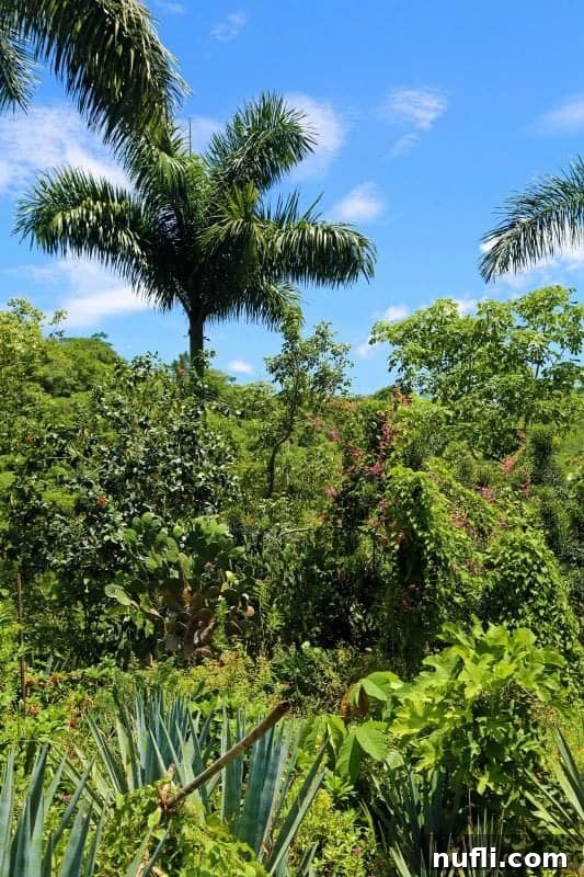 Expansive tropical gardens featuring tall palm trees and lush green foliage under a clear sky