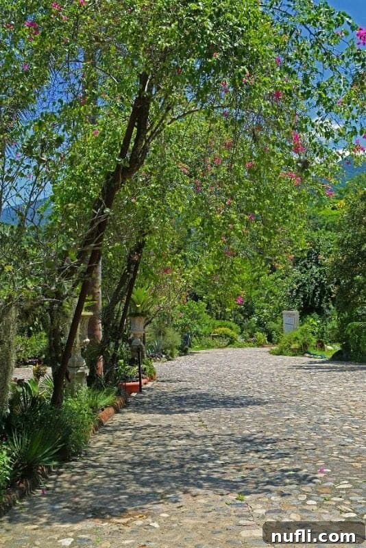 A picturesque stone path winding through dense tropical plants and greenery in the botanical garden