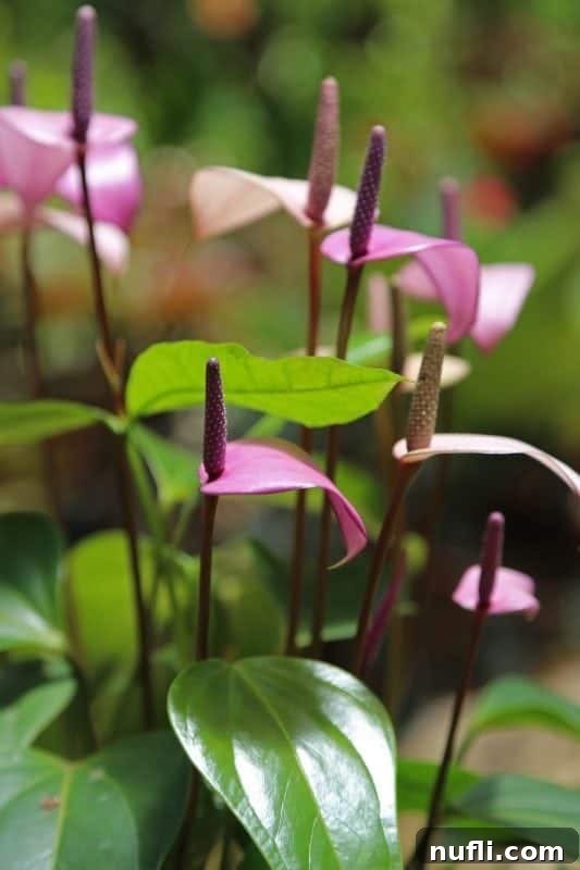 Close-up of clusters of gorgeous vibrant purple flowers with delicate petals and green foliage