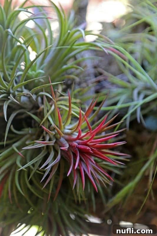 A vibrant tropical bromeliad plant with striking red and green leaves, showcasing its unique beauty