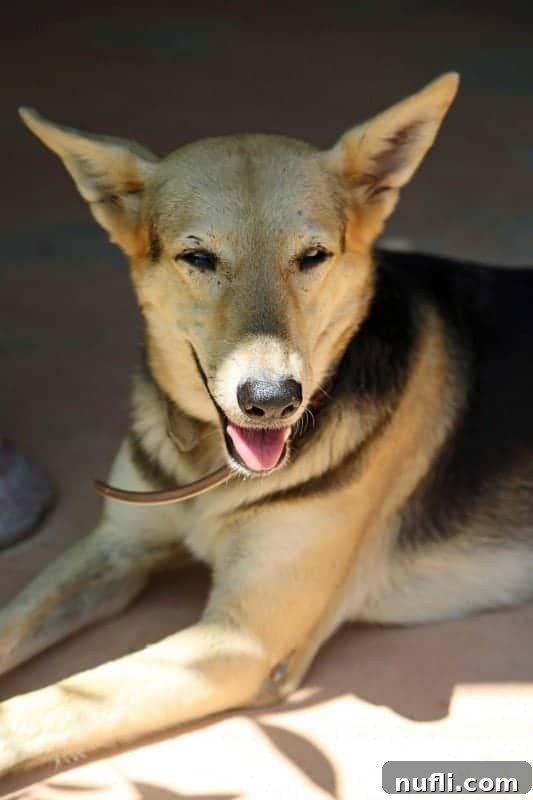 A friendly dog panting gently, possibly a resident or visitor's pet enjoying the gardens