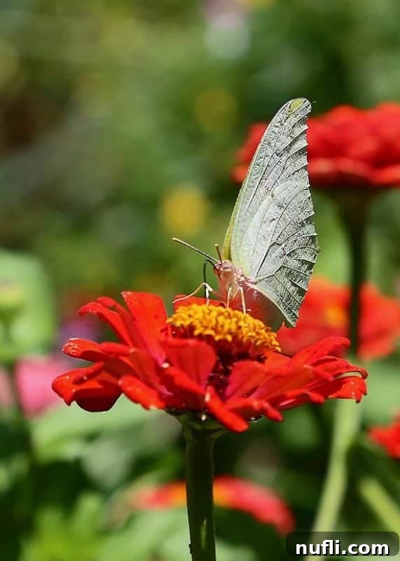 A beautiful butterfly with detailed wings resting on a bright red tropical flower