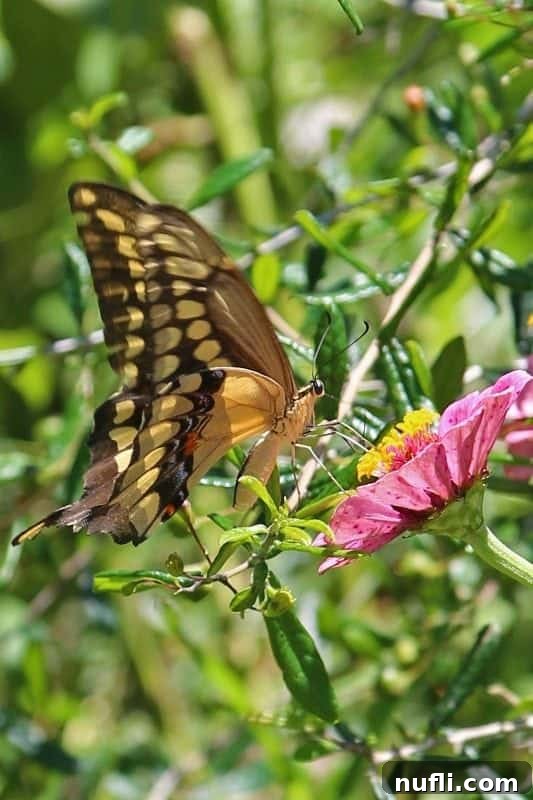 Delicate butterfly with patterned wings resting on a vibrant pink flower petal in the botanical garden
