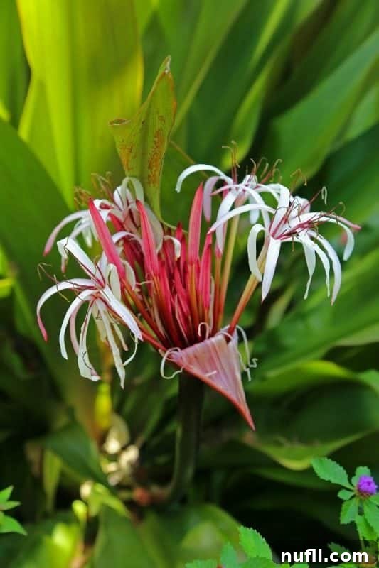 Close-up of a gorgeous tropical pink and white flower with intricate petals, possibly a hibiscus or similar species