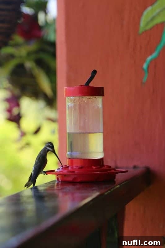A small, iridescent hummingbird hovering gracefully at a bright red flower feeder