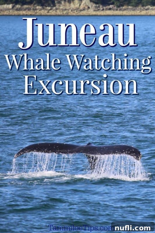 Juneau Whale Watching Excursion over a Humpback whales tail