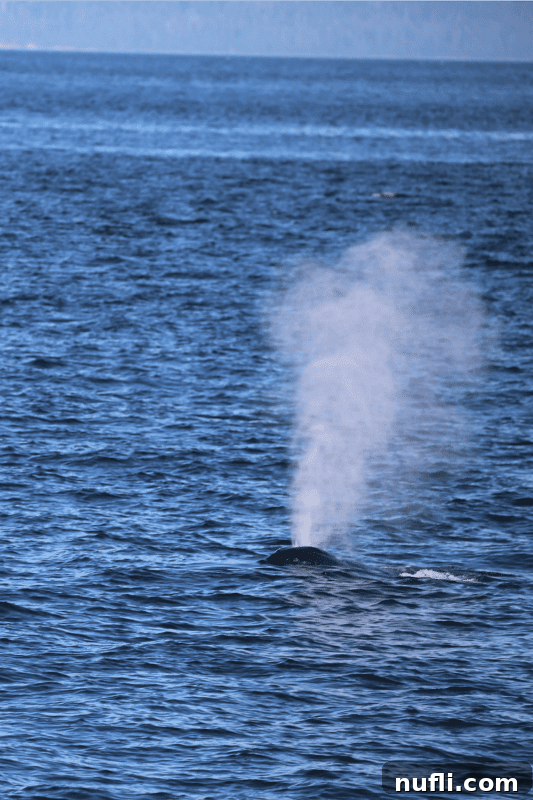 Humpback whale breath coming out of the water 