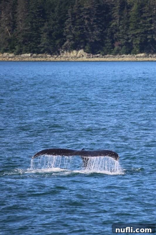 Humpback whale tail coming out of the water 