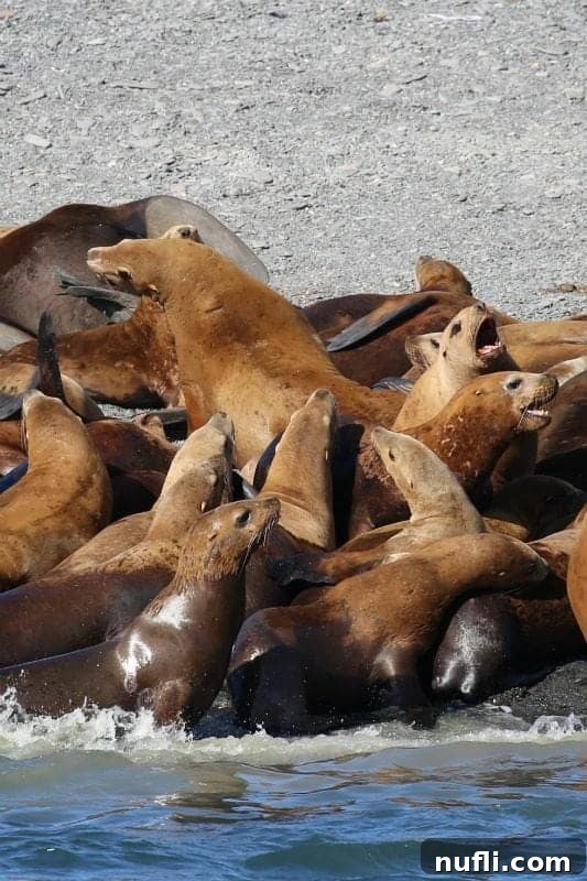 sea lions packed together on a beach 