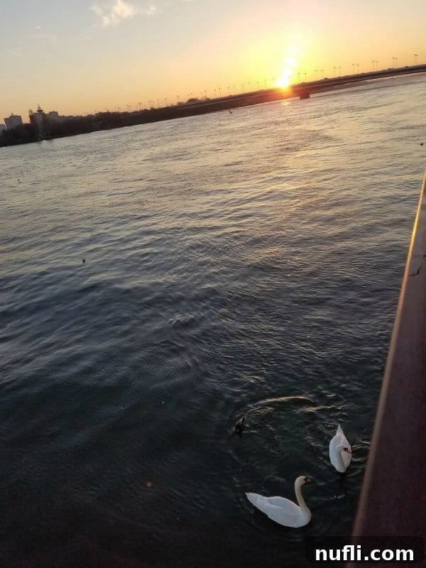 Swans gracefully swimming next to the Viking Vili cruise ship in Vienna at sunrise