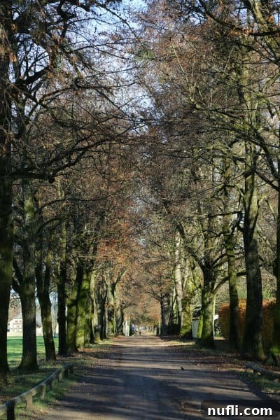 looking down a road with trees on either side 