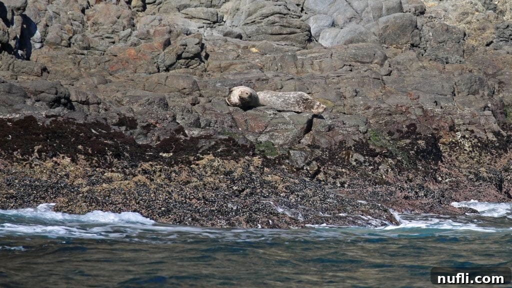 Channel Islands National Park Wildlife Expedition with Island Packers 12 A group of seals comfortably resting on a sun-drenched rocky ledge, part of the diverse wildlife encountered during the Channel Islands tour.