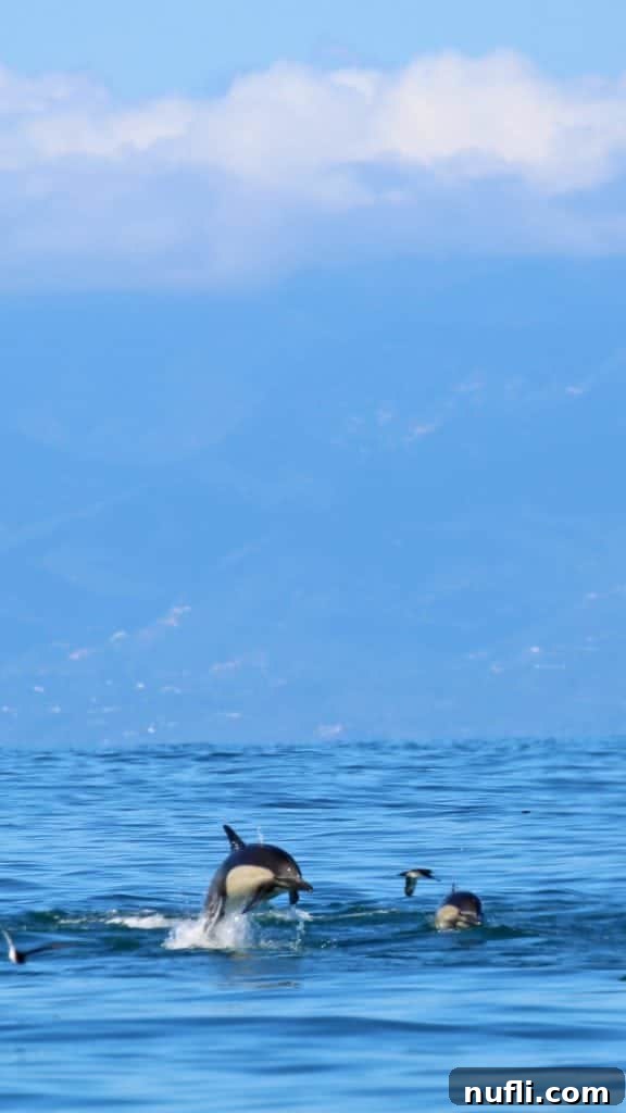 Channel Islands National Park Wildlife Expedition with Island Packers 13 Multiple dolphins gracefully leaping and splashing out of the ocean, creating a dynamic and thrilling scene on the wildlife cruise.
