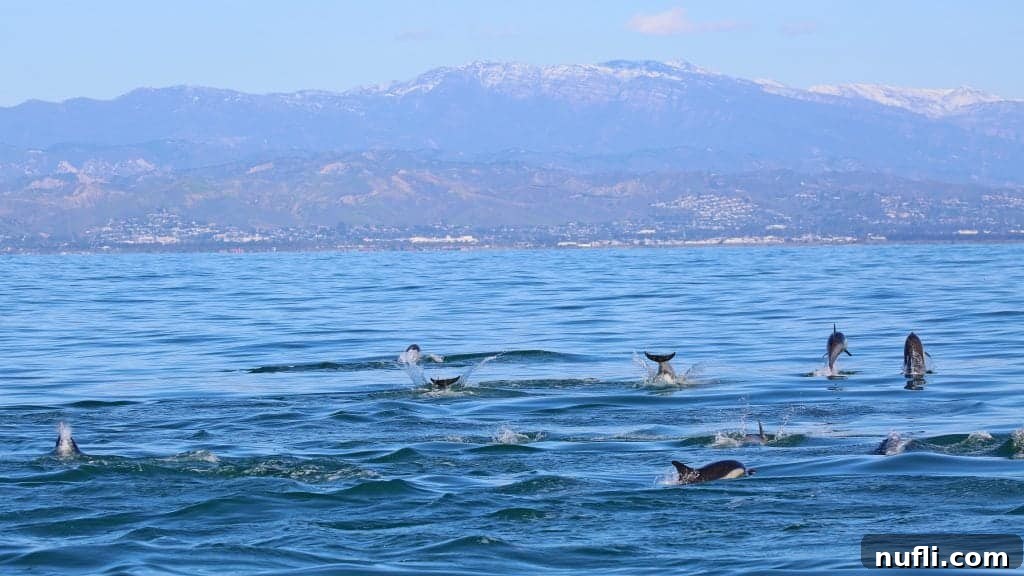 Channel Islands National Park Wildlife Expedition with Island Packers 14 A large pod of dolphins actively jumping and playing in unison from the water, a truly magnificent sight during the Channel Islands wildlife cruise.