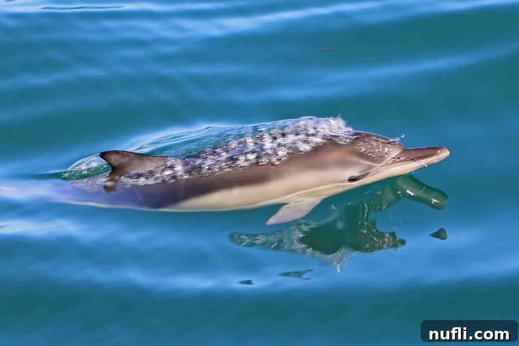 Channel Islands National Park Wildlife Expedition with Island Packers 15 A common dolphin gracefully breaking the water surface, its eye visible, offering a momentary connection during the marine adventure.
