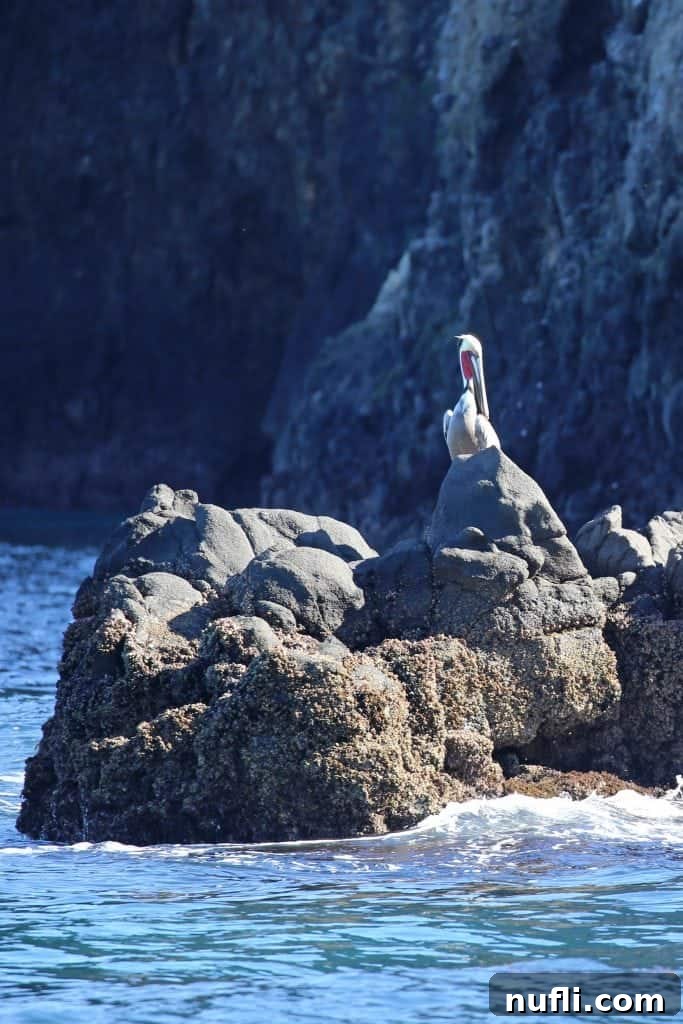 Channel Islands National Park Wildlife Expedition with Island Packers 17 A majestic pelican perched gracefully on a rocky outcrop, observing its surroundings with keen eyes, a common sight on the Channel Islands.